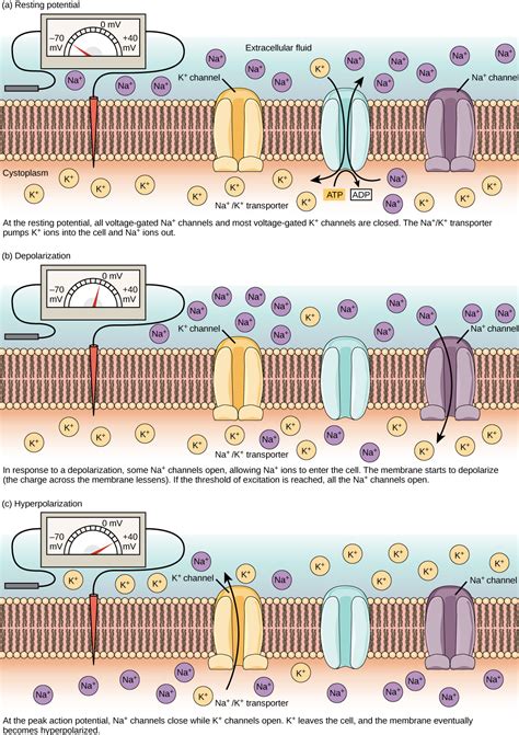 potencial de membrana - olhos cor de mel